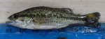 Micropterus salmoides (Largemouth Bass) - photo by SWRC by Stroud Water Research Center