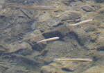 Semotilus atromaculatus (Creek Chub) in a small pool in Plum Run