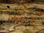 Leotiomycota Indet. #1. (No Common Name) by Nur Ritter