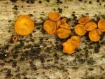 Leotiomycota Indet. #1. (No Common Name) by Nur Ritter