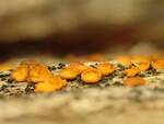 Leotiomycota Indet. #1. (No Common Name) by Nur Ritter