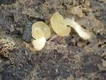 Pezizomycotina Indet. #1. (Operculate Ascomycetes) by Nur Ritter