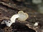 Pezizomycotina Indet. #1. (Operculate Ascomycetes) by Nur Ritter