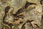 Pezizomycotina Indet. #2. (Operculate Ascomycetes) by Nur Ritter