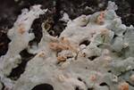 Pezizomycotina Indet. #3. (Operculate Ascomycetes) by Nur Ritter