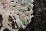 Pezizomycotina Indet. #3. (Operculate Ascomycetes) by Nur Ritter