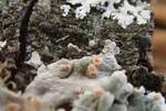 Pezizomycotina Indet. #3. (Operculate Ascomycetes) by Nur Ritter