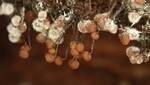 Nectriopsis rexiana (No Common Name) by Nur Ritter