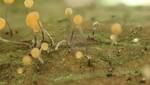 Stilbocrea gracilipes (No Common Name) by Nur Ritter