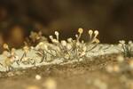 Stilbocrea gracilipes (No Common Name) by Nur Ritter