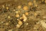 Stilbocrea gracilipes (No Common Name) by Nur Ritter
