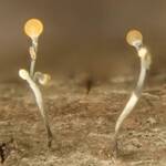 Stilbocrea gracilipes (No Common Name) by Nur Ritter