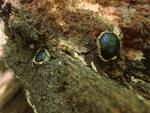Camarops petersii (Dogs Nose Fungus) by Nur Ritter