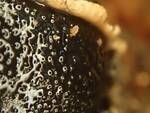 Camarops petersii (Dogs Nose Fungus) by Nur Ritter