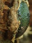 Camarops petersii (Dogs Nose Fungus) by Nur Ritter
