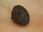 Camarops petersii (Dogs Nose Fungus) by Nur Ritter