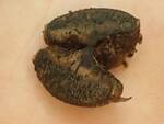 Camarops petersii (Dogs Nose Fungus) by Nur Ritter