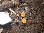 Caloscypha fulgens (Snowbank Orange Peel Fungus) by Nur Ritter