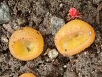 Caloscypha fulgens (Snowbank Orange Peel Fungus) by Nur Ritter