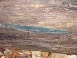 Chlorociboria aeruginascens (Blue-green Wood Stain) by Nur Ritter