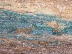 Chlorociboria aeruginascens (Blue-green Wood Stain) by Nur Ritter