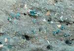 Chlorociboria aeruginascens (Blue-green Wood Stain) by Nur Ritter