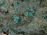 Chlorociboria aeruginascens (Blue-green Wood Stain) by Nur Ritter