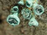 Chlorociboria aeruginascens (Blue-green Wood Stain) by Nur Ritter