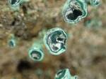 Chlorociboria aeruginascens (Blue-green Wood Stain) by Nur Ritter