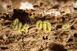 Chlorosplenium chlora (No Common Name) by Nur Ritter