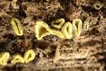 Chlorosplenium chlora (No Common Name) by Nur Ritter