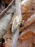 Akanthomyces tuberculatus Complex (Dwarf Caterpillarclub) by Nur Ritter