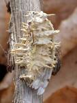 Akanthomyces tuberculatus Complex (Dwarf Caterpillarclub) by Nur Ritter