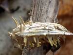 Akanthomyces tuberculatus Complex (Dwarf Caterpillarclub) by Nur Ritter