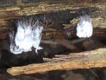 Lecanicillium fungicola (No Common Name) by Nur Ritter