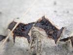 Diatrype disciformis (Beech Barkspot) by Nur Ritter