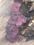 Ascocoryne sarcoides (Purple Jelly Drops) by Nur Ritter