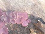 Ascocoryne sarcoides (Purple Jelly Drops) by Nur Ritter