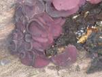 Ascocoryne sarcoides (Purple Jelly Drops) by Nur Ritter
