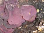 Ascocoryne sarcoides (Purple Jelly Drops) by Nur Ritter