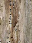 cf. Biscogniauxia repanda (No Common Name) by Nur Ritter
