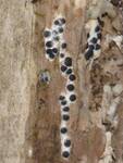 cf. Biscogniauxia repanda (No Common Name) by Nur Ritter