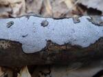 Biscogniauxia atropunctata (Hypoxylon Canker) by Nur Ritter