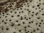 Biscogniauxia atropunctata (Hypoxylon Canker) by Nur Ritter