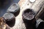 Biscogniauxia marginata (No Common Name) by Nur Ritter