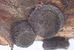 Biscogniauxia marginata (No Common Name) by Nur Ritter