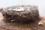 Biscogniauxia marginata (No Common Name) by Nur Ritter