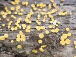 Hymenoscyphus cf. calyculus (No Common Name) by Nur Ritter