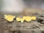 Hymenoscyphus cf. calyculus (No Common Name) by Nur Ritter