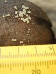 Hymenoscyphus fructigenus (Acorn Cup Fungus) by Nur Ritter